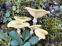 Armillaria mellea