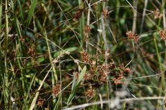 Juncus occidentalis