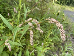 Persicaria lapathifolia