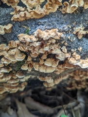 Stereum gausapatum