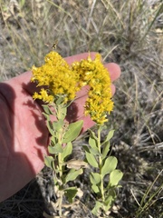 Solidago mollis