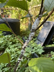 Prociphilus tessellatus