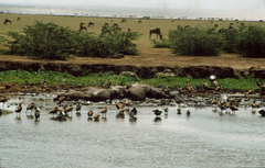 Hippopotamus amphibius