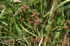 Juncus occidentalis