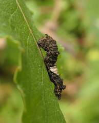 Limenitis