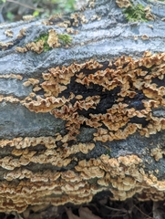 Stereum gausapatum