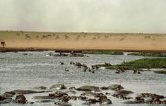 Connochaetes taurinus albojubatus