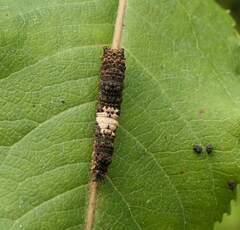 Limenitis