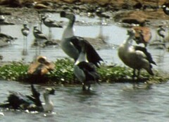 Sarkidiornis melanotos