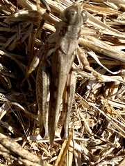 Melanoplus devastator