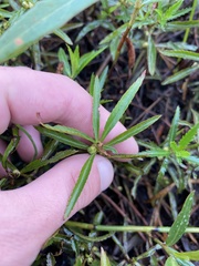 Proserpinaca palustris