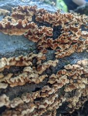 Stereum gausapatum