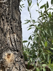 Populus angustifolia