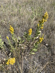 Solidago mollis