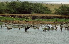 Sarkidiornis melanotos