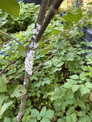 Prociphilus tessellatus