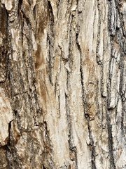 Populus angustifolia