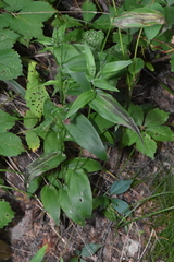 Dichanthelium latifolium