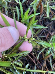 Proserpinaca palustris