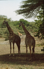 Giraffa camelopardalis tippelskirchi