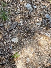 Thamnophis elegans elegans