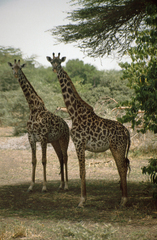 Giraffa camelopardalis tippelskirchi