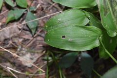 Dichanthelium latifolium
