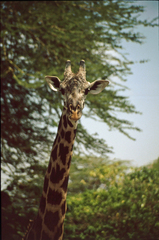 Giraffa camelopardalis tippelskirchi