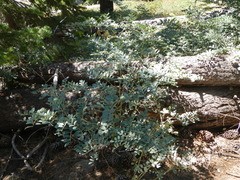 Hosackia crassifolia
