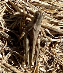 Melanoplus devastator