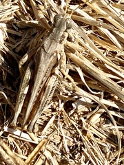 Melanoplus devastator