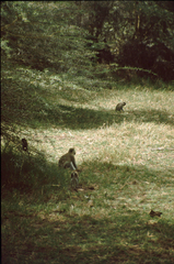 Chlorocebus pygerythrus hilgerti