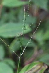 Dichanthelium latifolium