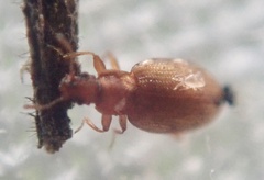 Latridiidae