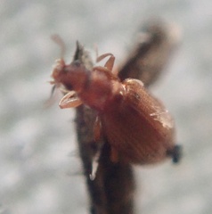 Latridiidae