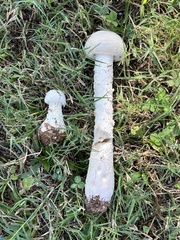 Saproamanita thiersii