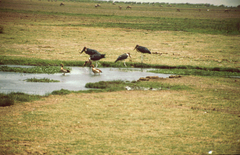 Leptoptilos crumenifer