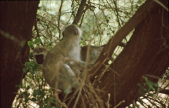 Chlorocebus pygerythrus hilgerti