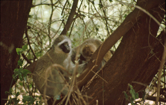 Chlorocebus pygerythrus hilgerti