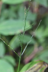 Dichanthelium latifolium