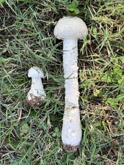 Saproamanita thiersii