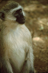 Chlorocebus pygerythrus hilgerti