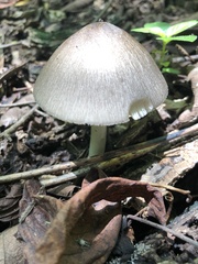 Volvariella