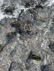 Fucus vesiculosus