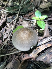 Volvariella