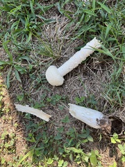 Saproamanita thiersii