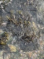 Fucus vesiculosus
