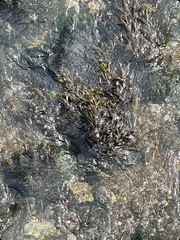 Fucus vesiculosus