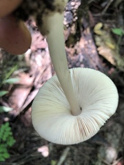 Volvariella