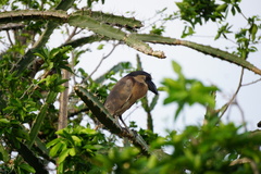 Cochlearius cochlearius